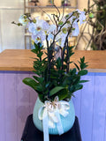 Elegant Phalaenopsis