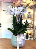 Elegant Phalaenopsis
