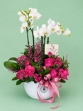 Mariam Phalaenopsis