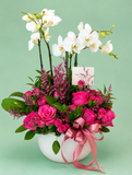 Mariam Phalaenopsis