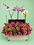 Baúl de Orquideas Phalaenopsis y Rosas Importadas