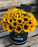 Girasoles locales 36